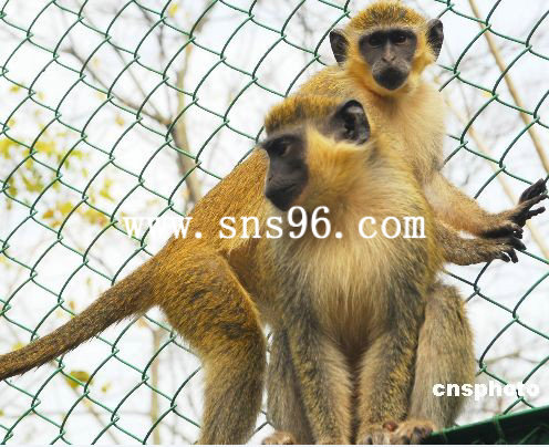 动物园猴子专用网