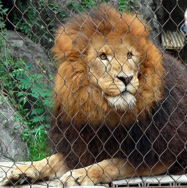 动物园狮子专用网