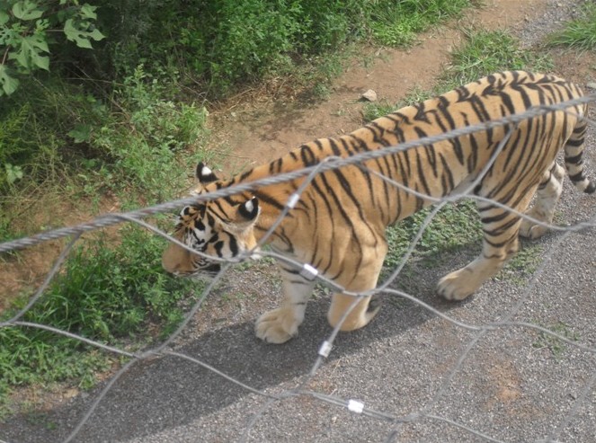 动物园老虎专用网